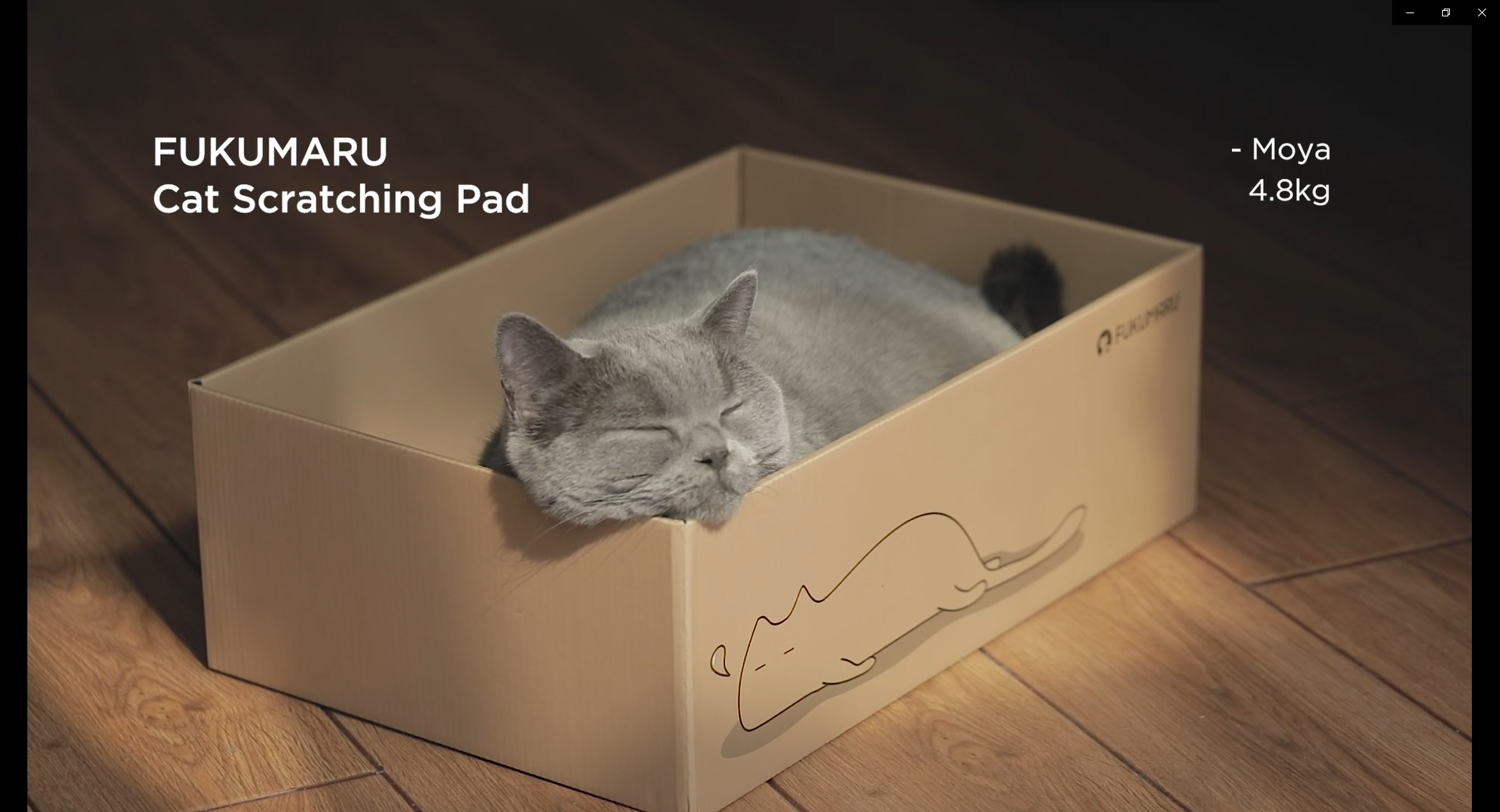 Amazon | FUKUMARU 猫用つめとぎ ダンボール 5枚入り | 猫爪研ぎ
